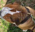 Exklusives Lederhalsband mit Flechten für Englische Bulldogge