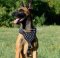 Malinois Dog Harness Leather with Silver-Colored Spikes