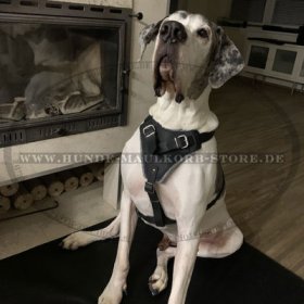 Attack Leather Dog Harness for Great Dane