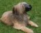 Briard Everyday Leather dog muzzle, Top Quality