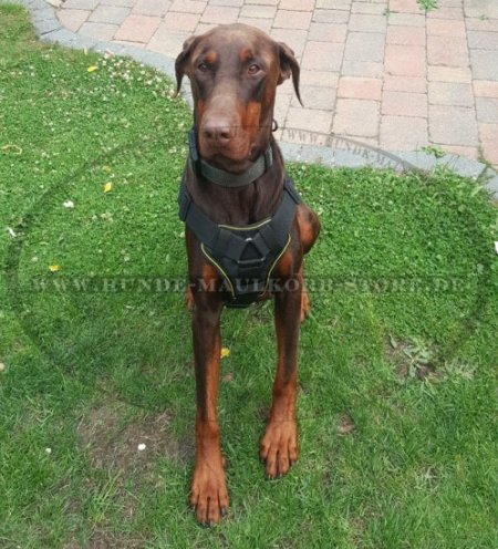 Beliebtestes Diensthundegeschirr aus Nylon für Dobermann