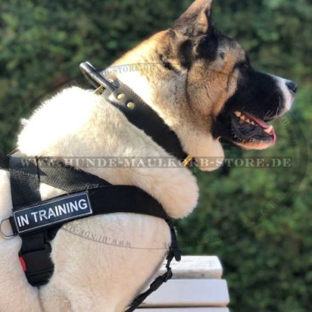 Akita harness top