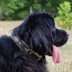 Hundehalsband Geflochten | Neufundland Halsband Breit ✻✻