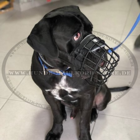 Basket Dog Muzzle, covered by black rubber for Cane-corso