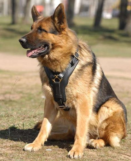Edles Hundegeschirr aus Leder für Deutscher Schäferhund - zum Schließen ins Bild klicken