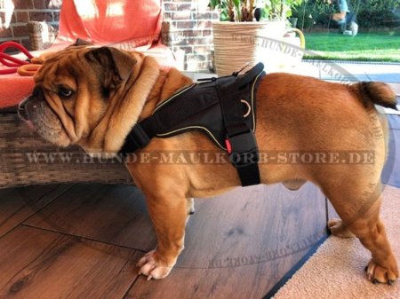 Nylon Geschirr für mittelgroßen Englische Bulldogge Hund