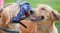 Bemalter Labrador Maulkorb aus Leder, Amerikanische Flagge