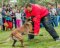 Vollschutzanzug für Schutzhund, Mondioring und French Ring