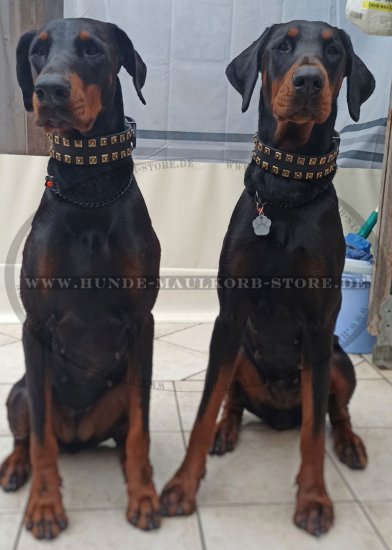 Braun Hundehalsband aus Leder mit quadratischen Nieten