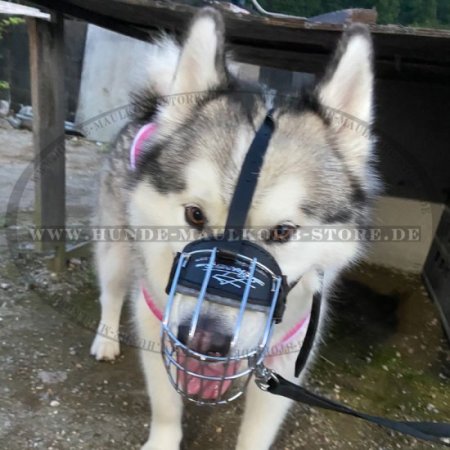 Leichter Beißkorb Draht für Alaskan Malamute