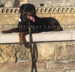 Hundeleine für großen Rottweiler Hund