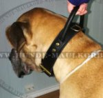 Deutsche Dogge Training Halsband mit Handschlaufe