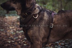 Wolfshund Ledergeschirr für Auslauf leicht mit Messing Beschlägen