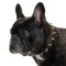 Dog Collar for Fr. Bulldog | Leather Collar with Spikes