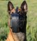 Leather Dog Muzzle for Belgian Malinois "Dondi plus"