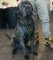 Ledergeschirr für Cane Corso mit märchenhaftem Nietenschmuck
