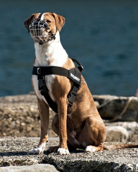 Drahtmaulkorb für Louisiana Catahoula Leopard Dog - zum Schließen ins Bild klicken