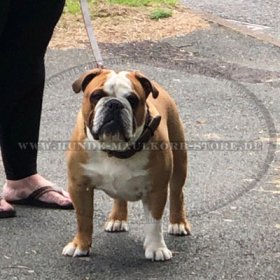 Exklusives Lederhalsband mit Flechten für Englische Bulldogge