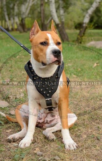 Amstaff Hundegeschirr aus Leder mit Spikes