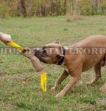 Beißen-Spielzeug für Training vom Amstaff