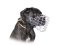 Neue Draht Maulkorb Hund perfekt für Cane Corso