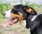 Hundehalsband Leder für Schweizen Sennenhund mit Namen