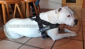 Multifunktioneles Geschirr aus Nylon für Amerikanische Bulldogge