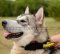 Alaskan Malamute Nylon k9 Halsband