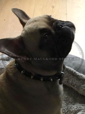 Feines Lederhalsband mit Spikes für Französiche Bulldogge