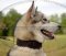 Alaskan Malamute Festes Lederhalsband