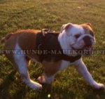 Nylon Geschirr für mittelgroßen Englische Bulldogge Hund