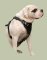 Attack Leather Dog Harness for American Bulldog