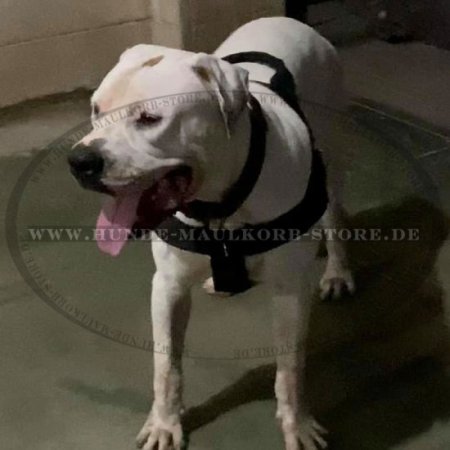 Multifunktioneles Geschirr aus Nylon für Amerikanische Bulldogge