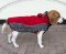 Warmes Hundegeschirr für Beagle mit Fleece, warmbeständig
