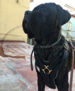 Edles Hudegeschirr für Cane Corso, Echtleder