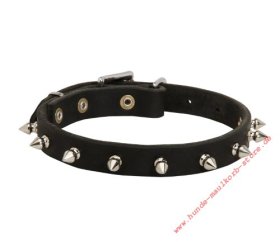 Feines Lederhalsband mit Spikes für Französiche Bulldogge