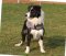 Dog Coat for Border Collie | Waterproof Cloak for Dogs