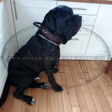 Mastiff Halsband mit Handschlaufe für Agilität und Training