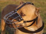 Pitbull Drahtmaulkorb - Beste Hunde Maulkörbe
