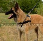 Zuggeschirr Leder für Hundeaktivitäten mit Tervuren