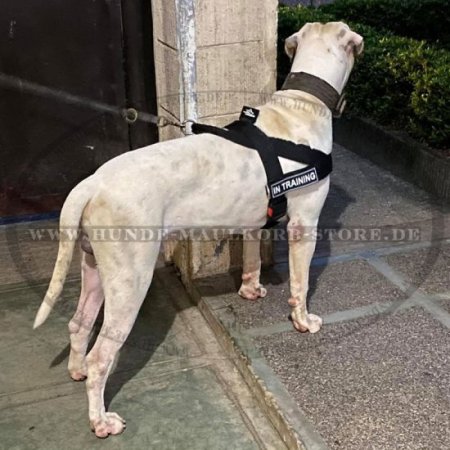 Multifunktioneles Geschirr aus Nylon für Amerikanische Bulldogge