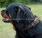 Rottweiler Leather Dog Collar Super Braided Design