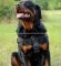 Nylon Tracking Harness for Rottweiler Super Control