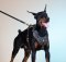 Hund Geschirr mit Nieten für Dobermann | Hundegeschirr Exklusiv