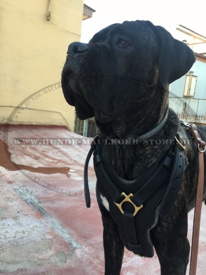 Edles Hudegeschirr für Cane Corso, Echtleder