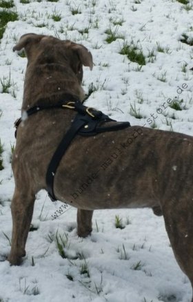 Brustgeschirr Leder mit Polsterung für Amerikanischen Pitbull