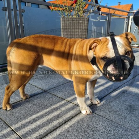 Robuster Hundemaulkorb Leder mit guter Luftzirkulation für Continental Bulldog