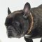 Fr. Bulldog Collar Exclusive | Studded Dog Collar for Bulldog