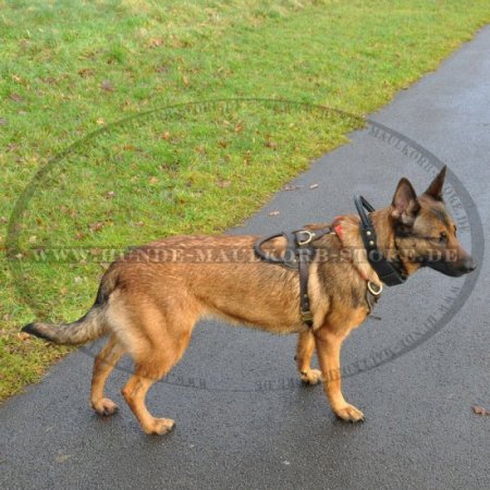 Hetzhalsband für Deutschen Schäferhund mit Handschlaufe