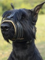 Maulkorb Leder Schnauzer 2020-21